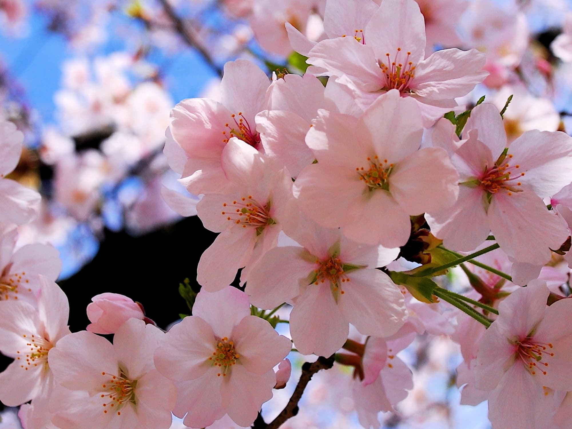 Spring Blossoms and When to Plant Them