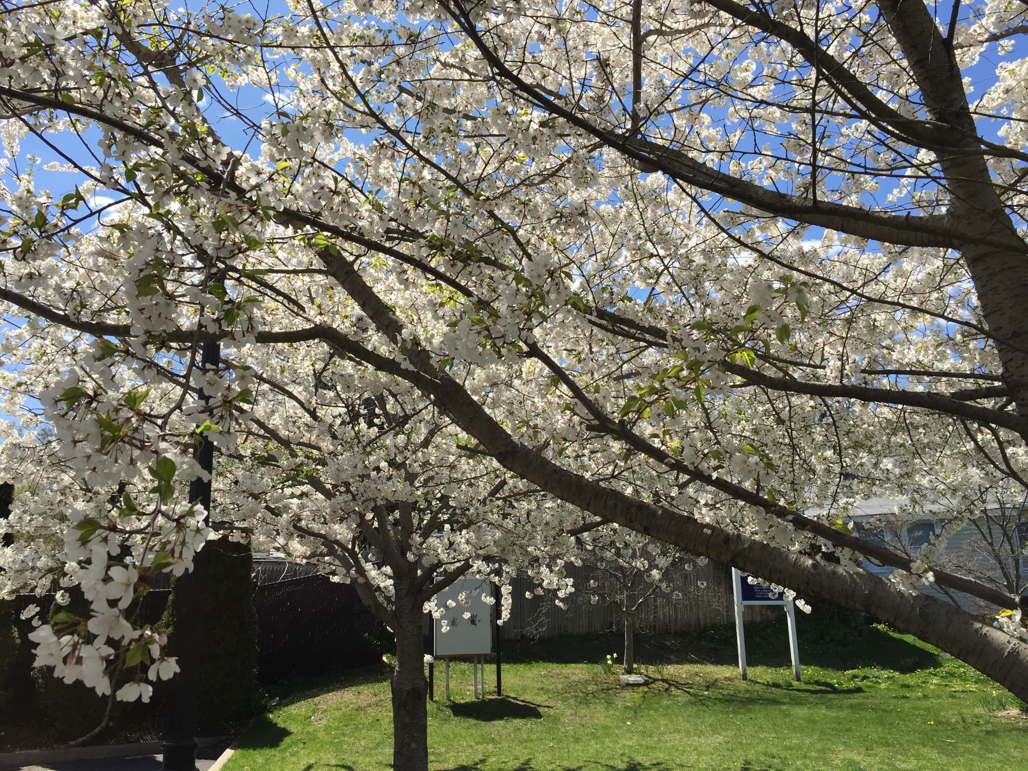 Spring Clean Your Long Island Yard