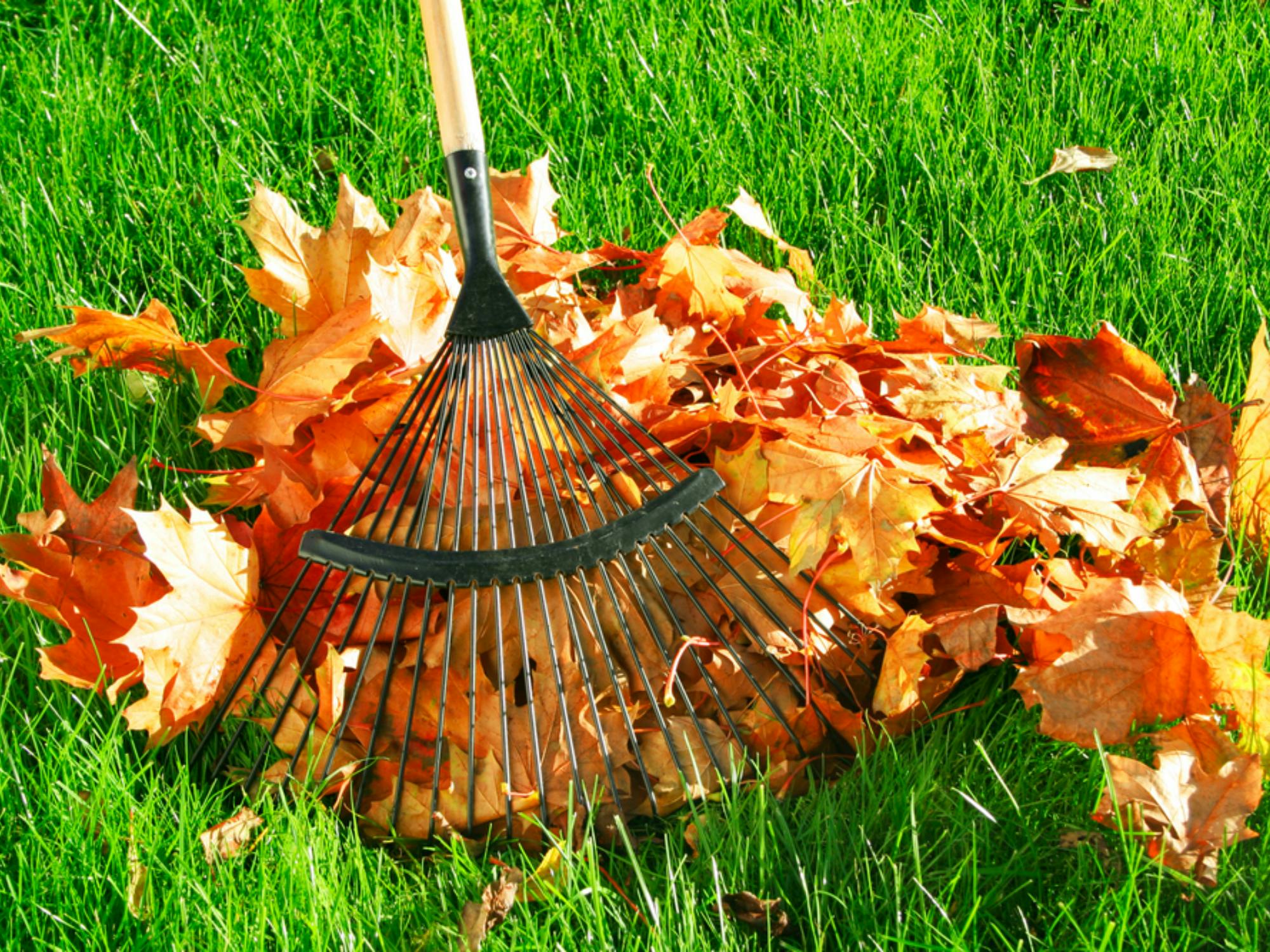 14 Tips to Spring Clean Your Long Island Landscape