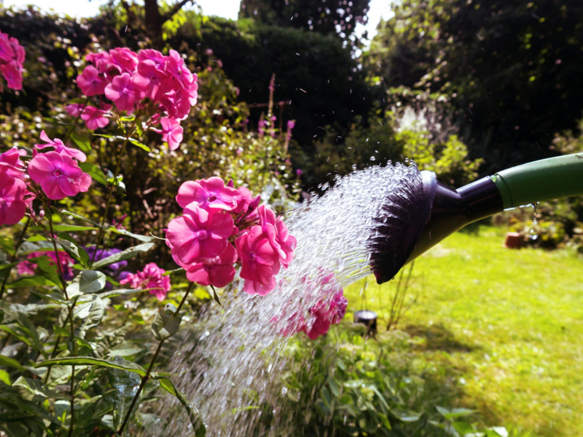 Garden Watering Tips