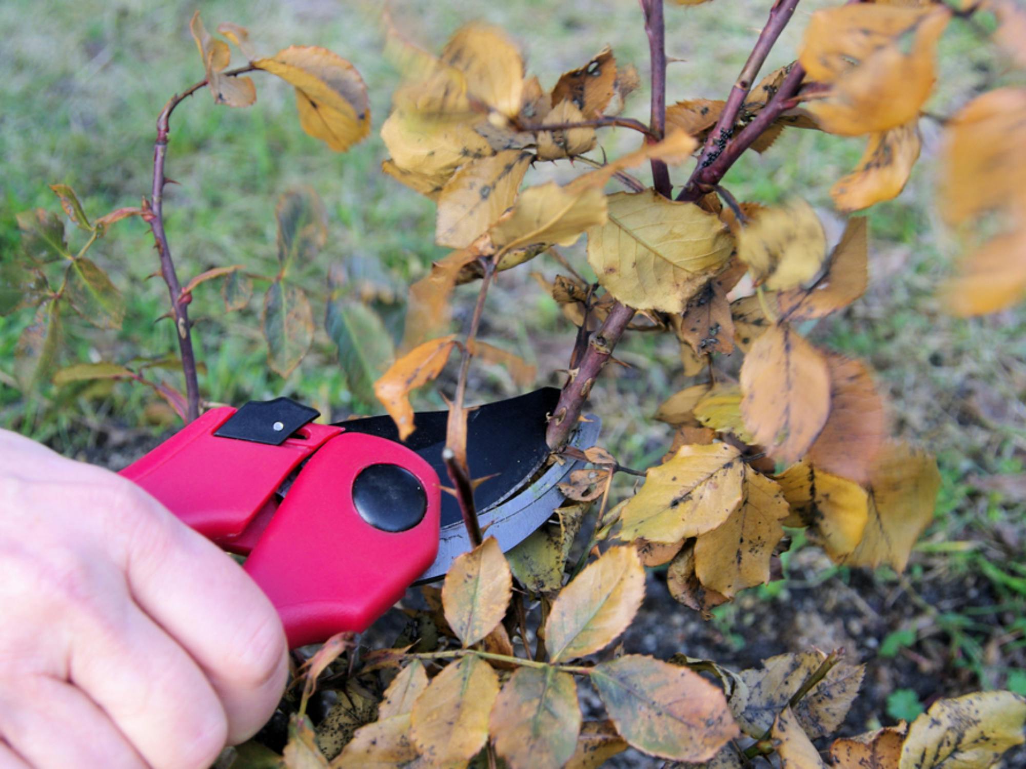 How to Prune Your Plants and Shrubs