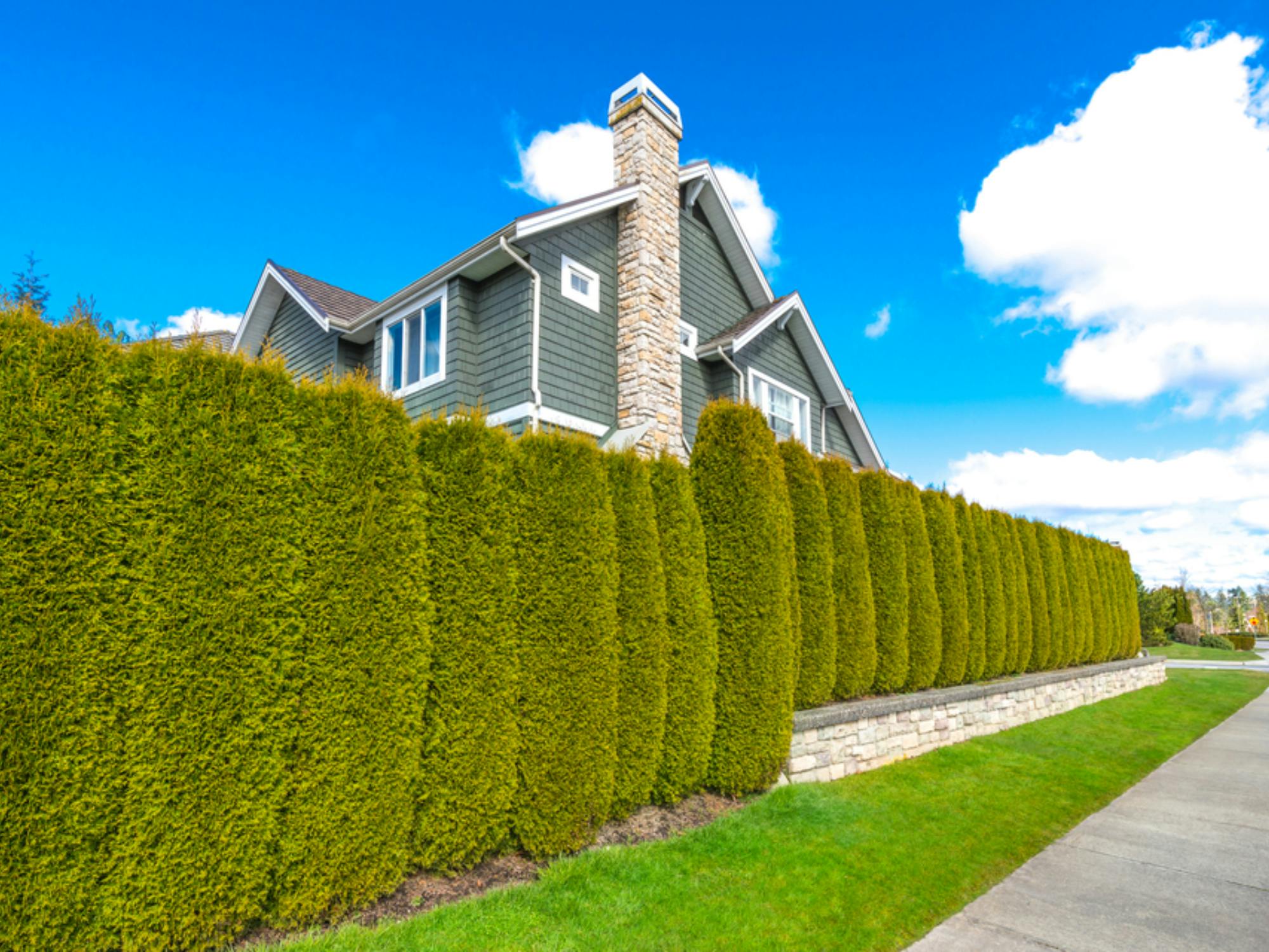 Landscaping Privacy Shrubs